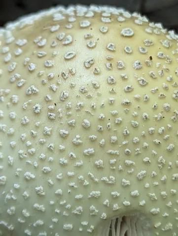 White Panther (Amanita multisquamosa)
