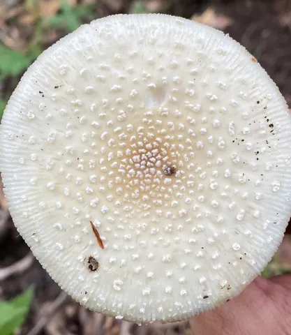 White Panther (Amanita multisquamosa)