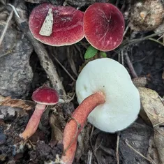 Red Gyroporus