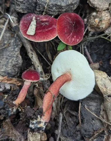 Gyroporus purpurinus