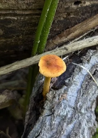 Orange Faint Foot Mushroom (Heimiomyces tenuipes)