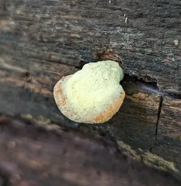 Oyster Rollrim (Tapinella panuoides)