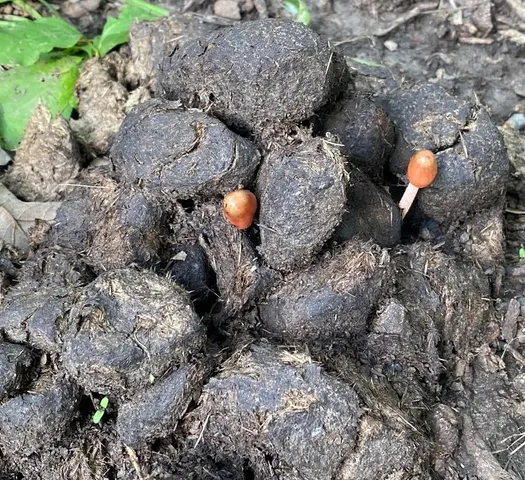 Dung-Loving Bolbitius (Bolbitius coprophilus)