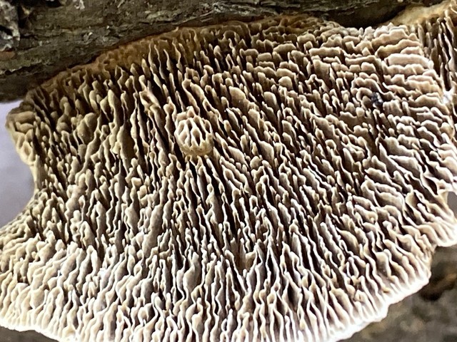 Thin-Walled Maze Polypore (Daedaleopsis confragosa)