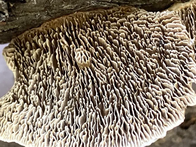 Thin-Walled Maze Polypore (Daedaleopsis confragosa)