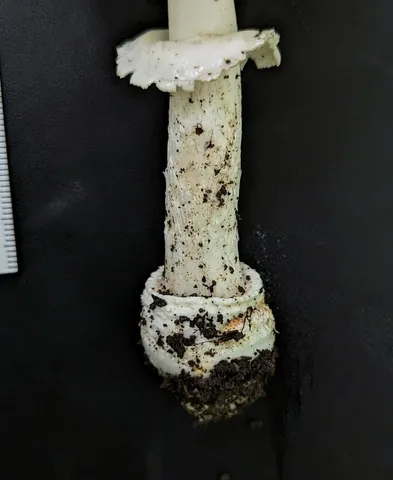 White Panther (Amanita multisquamosa)