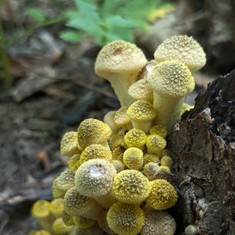 Yellow Honey Mushroom