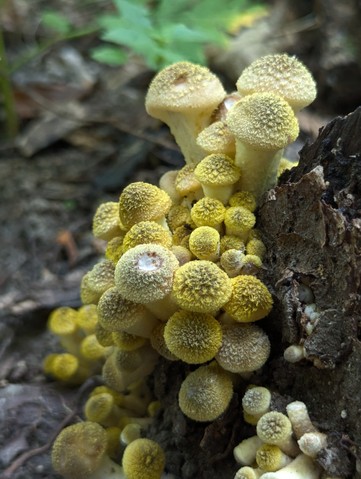 Yellow Honey Mushroom (Armillaria mellea)