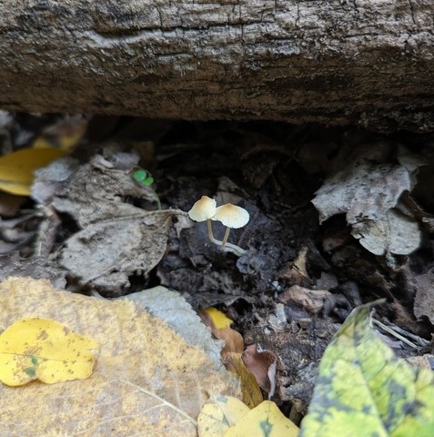 Eastern Tangerine Athena (Atheniella leptophylla)