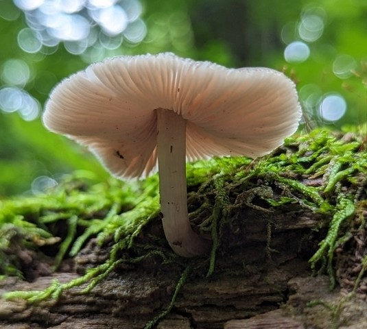 Saupe's Pluetus (Pluteus saupei)