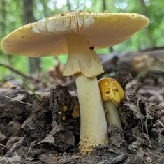 Yellow American Blusher