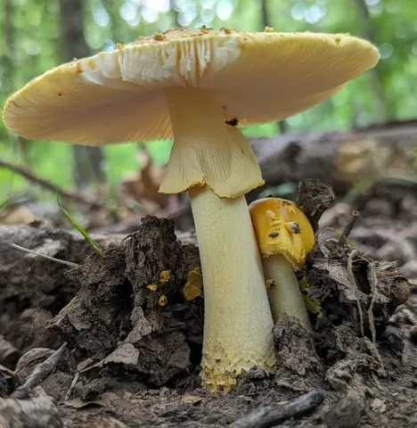 Amanita flavorubens