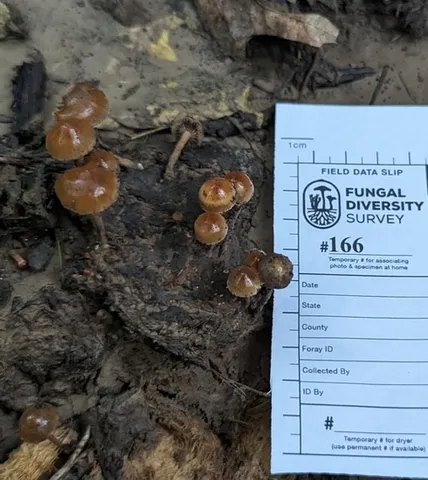 Dung-Loving Deconica (Deconica coprophila)