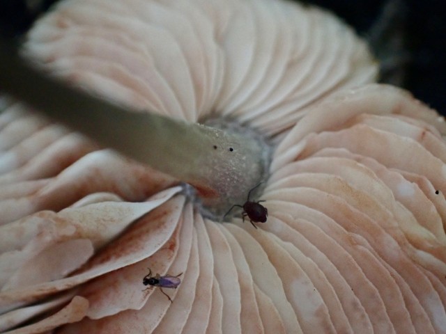 Veined Shield (Pluteus thomsonii-IN03)