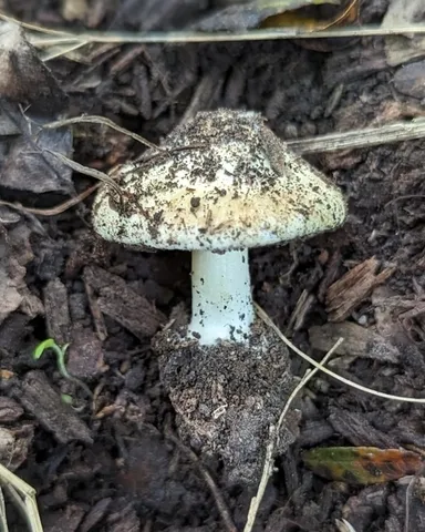 undefined (Inocybe sp-IN49)