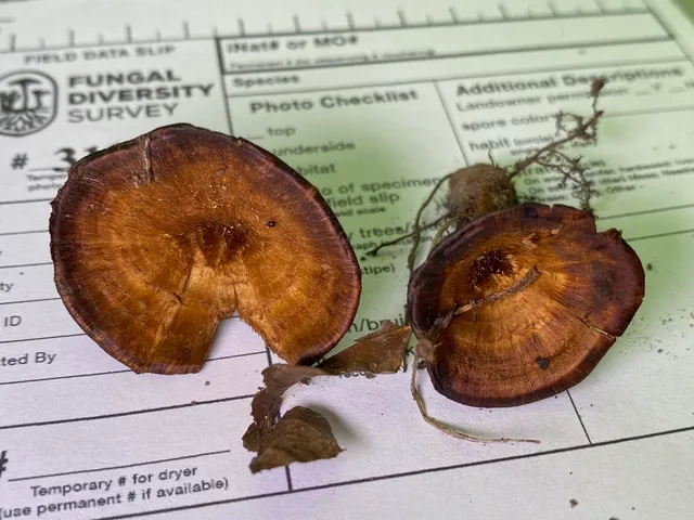 undefined (Coltricia sp-IN01)