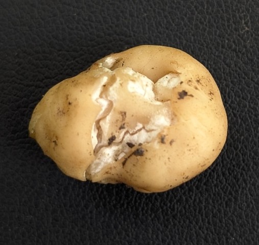 undefined (Tuber rugosum)
