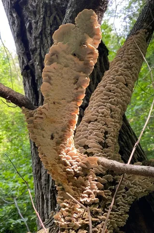 Turkey Tail (Trametes versicolor)
