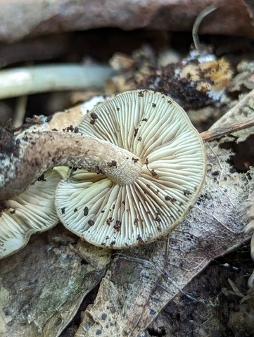 Scaber Stem Agrocybe (Agrocybe firma)