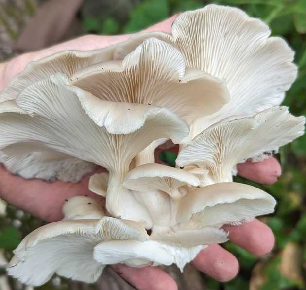 Gills