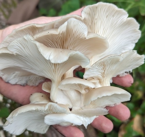 Pale Oyster (Pleurotus pulmonarius)