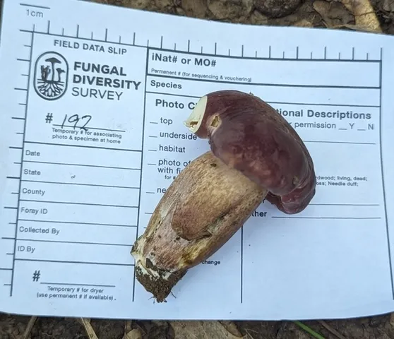 Reddish Brown Bitter Bolete (Tylopilus rubrobrunneus)