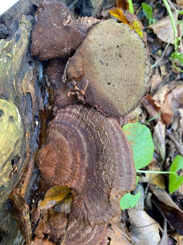 Clustered Bracket (Inonotus cuticularis)