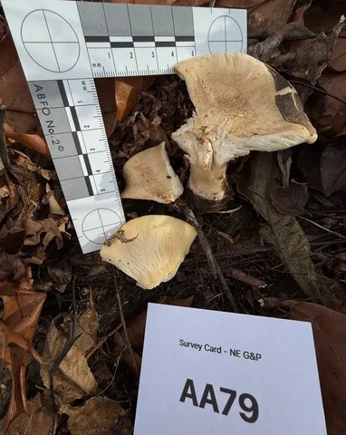 (Harmajaea harperi)