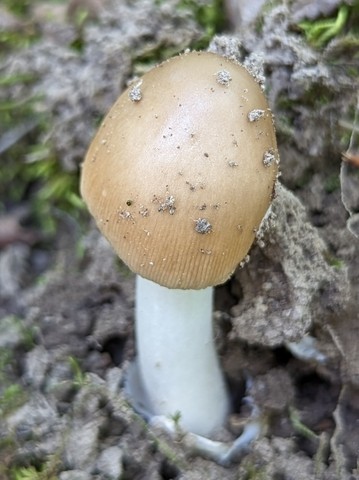 null (Amanita sp-NE01)