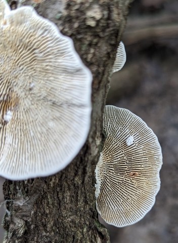 Thin-Walled Maze Polypore (Daedaleopsis confragosa)