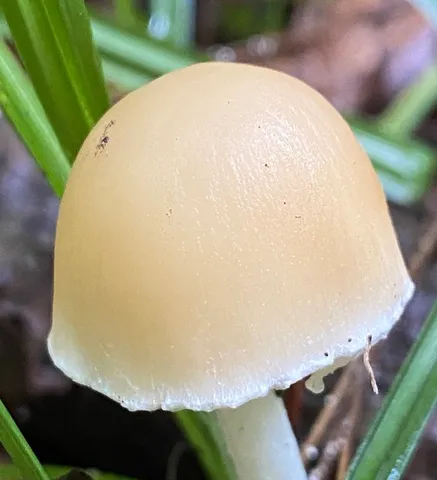 Pale Brittlestem (Candolleomyces candolleanus)