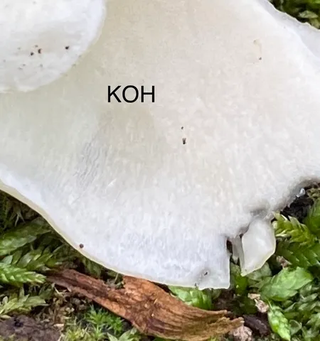 Bay Polypore (Picipes badius)