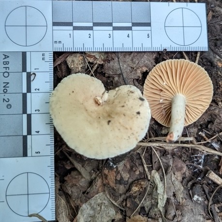 null (Lactarius subplinthogalus)