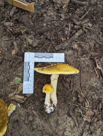 Yellow American Blusher (Amanita flavorubens)