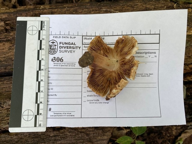 Sweet-Smelling Inocybe (Inocybe dulciolens)