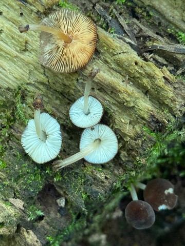 Wine Velvet Shield (Pluteus seticeps)