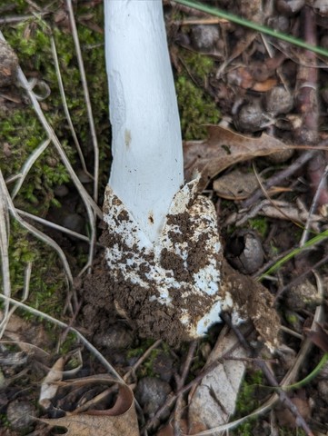 Garlic-Odored Death Cap (Amanita suballiacea)