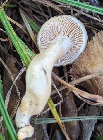 Hygrophorus sp-IN07