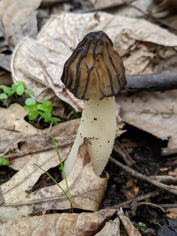 Half-Free Morel (Morchella punctipes (M. semilibera))