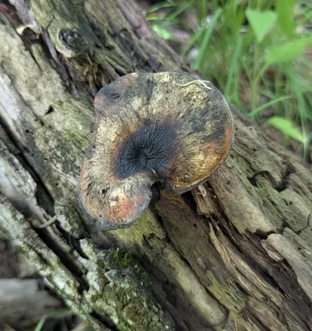 Bay Polypore (Picipes badius)