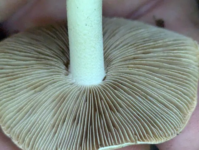 Sweet-Smelling Fibercap (Inocybe dulciolens)