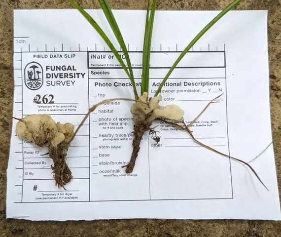 undefined (Helvellosebacina concrescens-IN02)