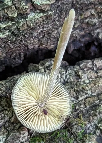 Viscid Bolbitius (Bolbitius viscosus)