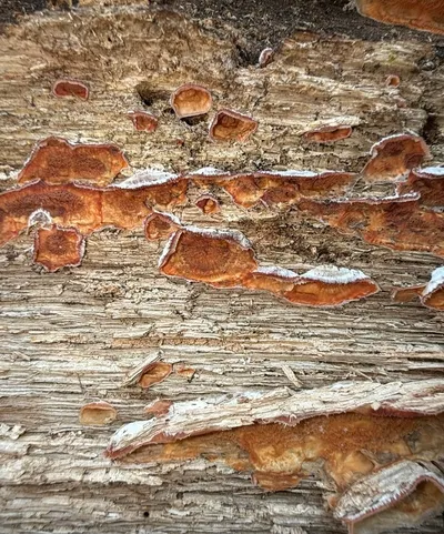 Trembling Crust (Merulius tremellosus)