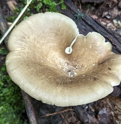 Bay Polypore (Picipes badius)