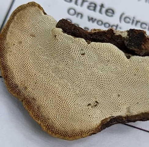 undefined (Perenniporia ohiensis)
