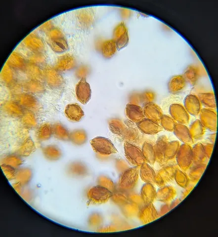 undefined (Hymenogaster spp.)