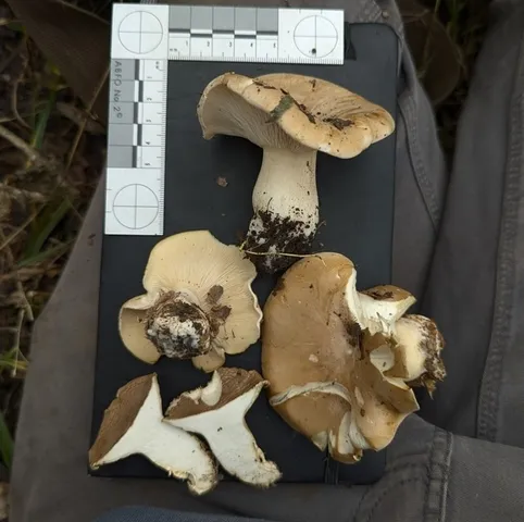 undefined (Harmajaea harperi)