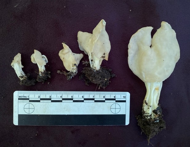 White Saddle (Helvella crispa)