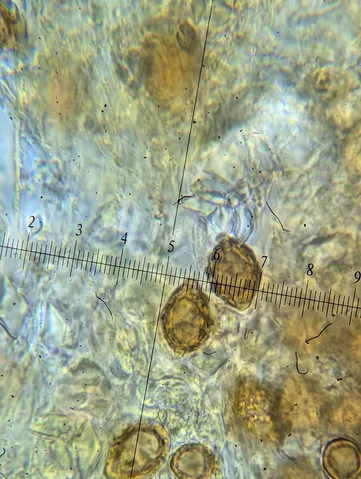 undefined (Hymenogaster spp.)